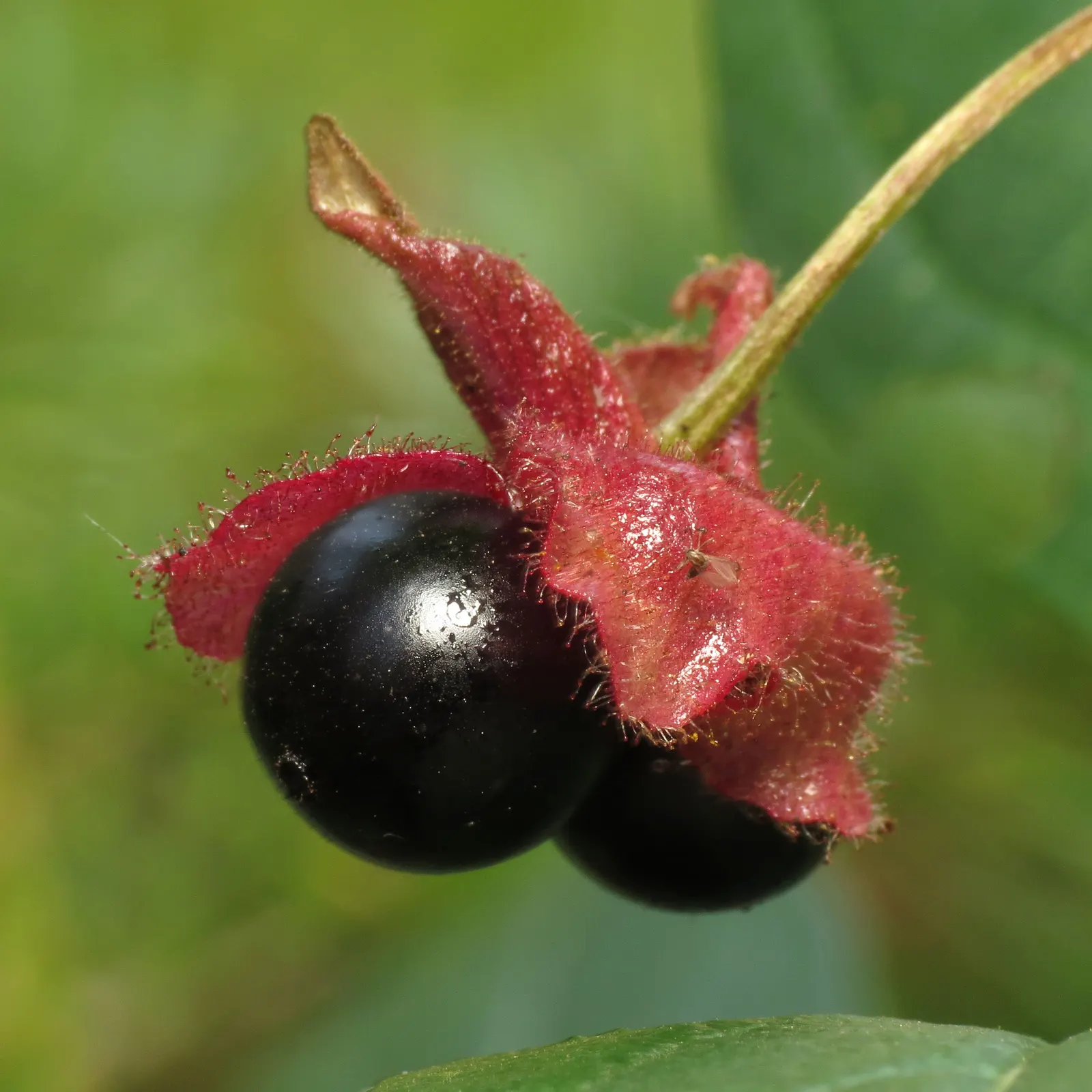 Twinberry (Lonicera Involucrata) — shrub / vine with multi-colored and red and yellow blooms; it prefers moist, well-drained soils and can tolerate, image 68