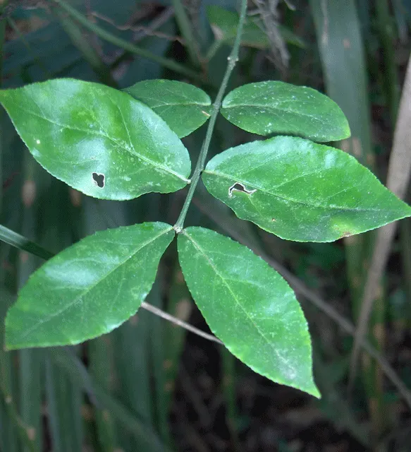 Twinberry (Lonicera Involucrata) — while its berries provide nourishment for birds; twinberry (Lonicera involucrata) is a robust, image 86