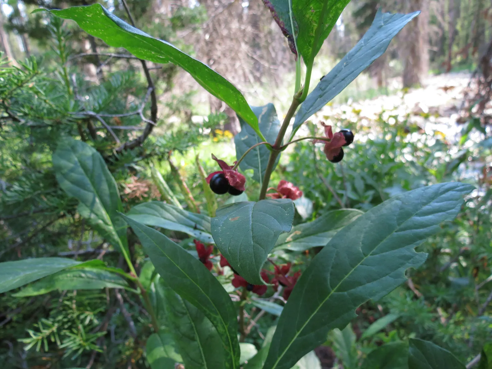 Twinberry (Lonicera Involucrata) — cementing its value in a biodiversity-focused landscape; tubular flowers which bloom in late spring to early, image 64