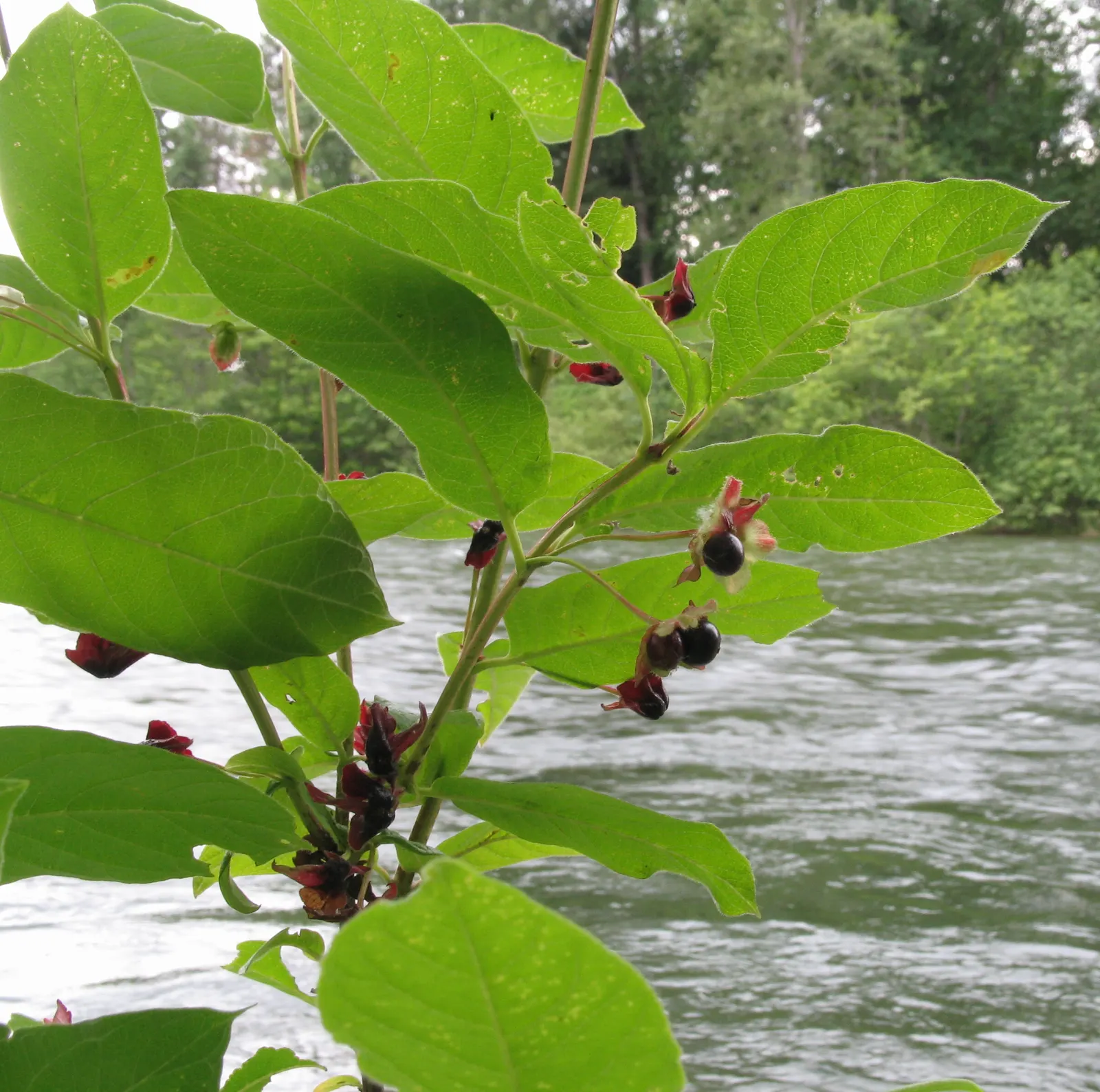 Twinberry (Lonicera Involucrata) — Its adaptability and moderate growth rate make it suitable for use as a shrub border