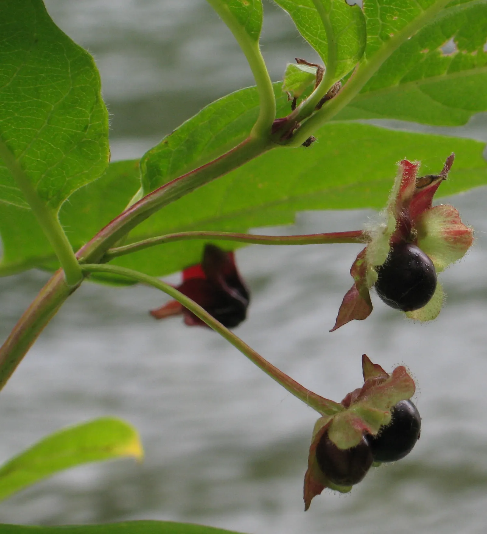 Twinberry (Lonicera Involucrata) — with each blossom nestled within a pair of distinctive purplish-black bracts