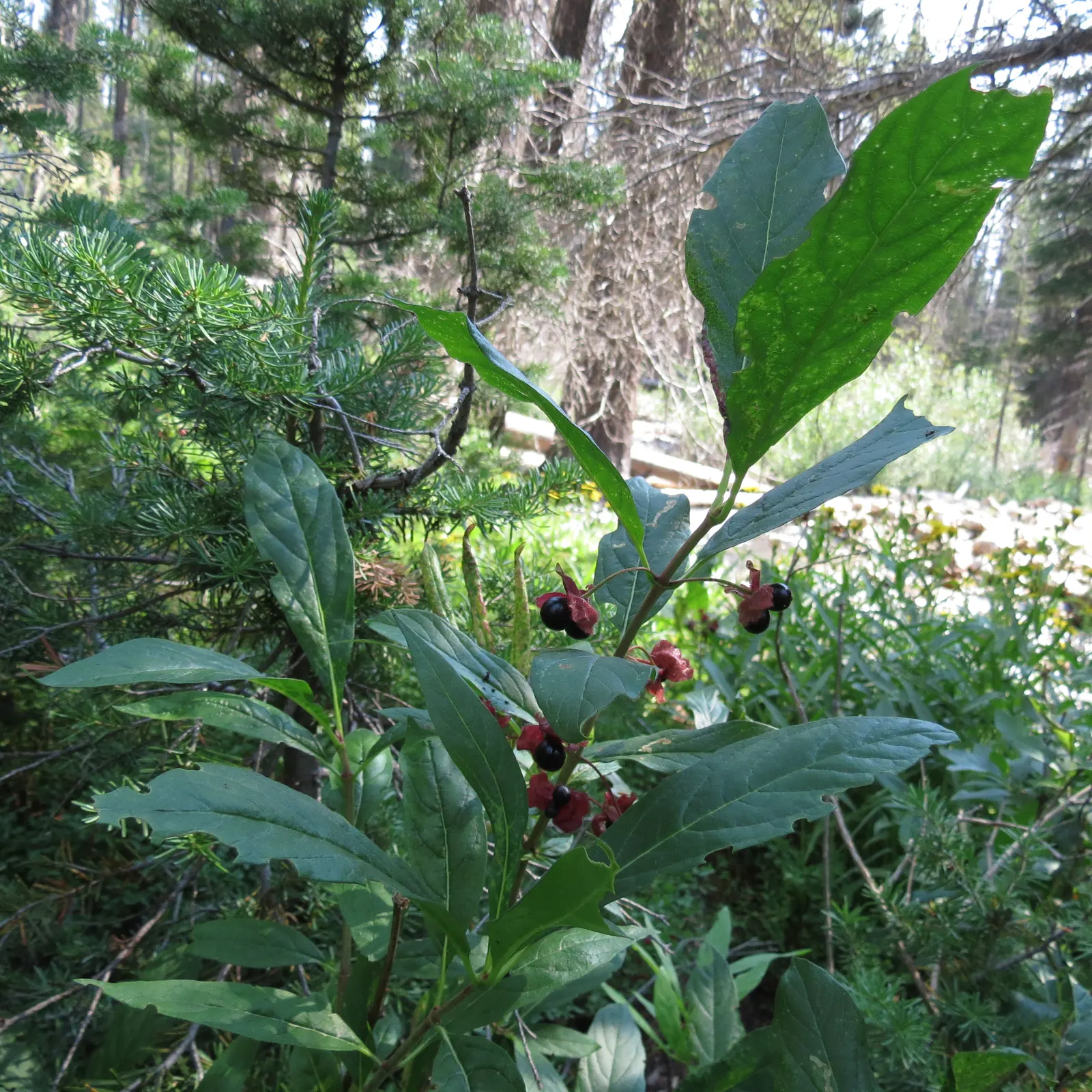 Twinberry (Lonicera Involucrata) — the plant is known for its pairs of berry-like fruit