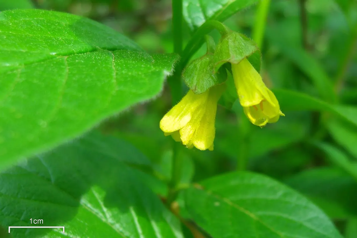 Twinberry (Lonicera Involucrata) — It thrives in moist conditions across USDA zones 4-9, preferring partial to full sun; the plant is a spectacle, image 51