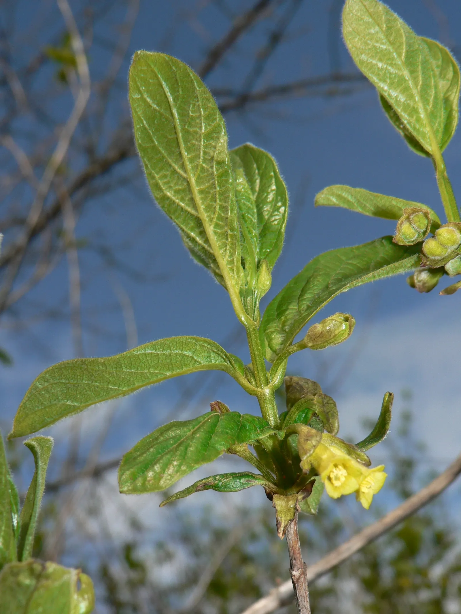 Twinberry (Lonicera Involucrata) — Ideal for wildlife gardens, its nectar-rich blooms attract pollinators, while berries entice birds; the, image 52