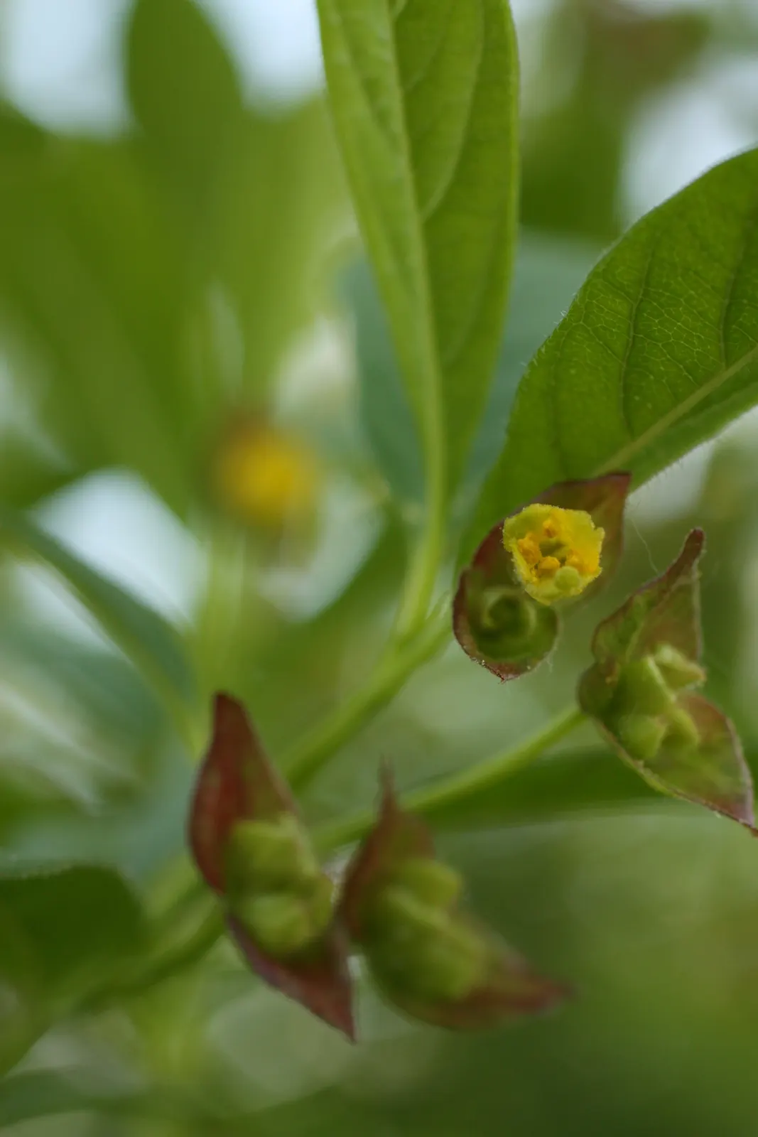 Twinberry (Lonicera Involucrata) — the Twinberry can thrive in USDA Hardiness Zones 4-9, image 58