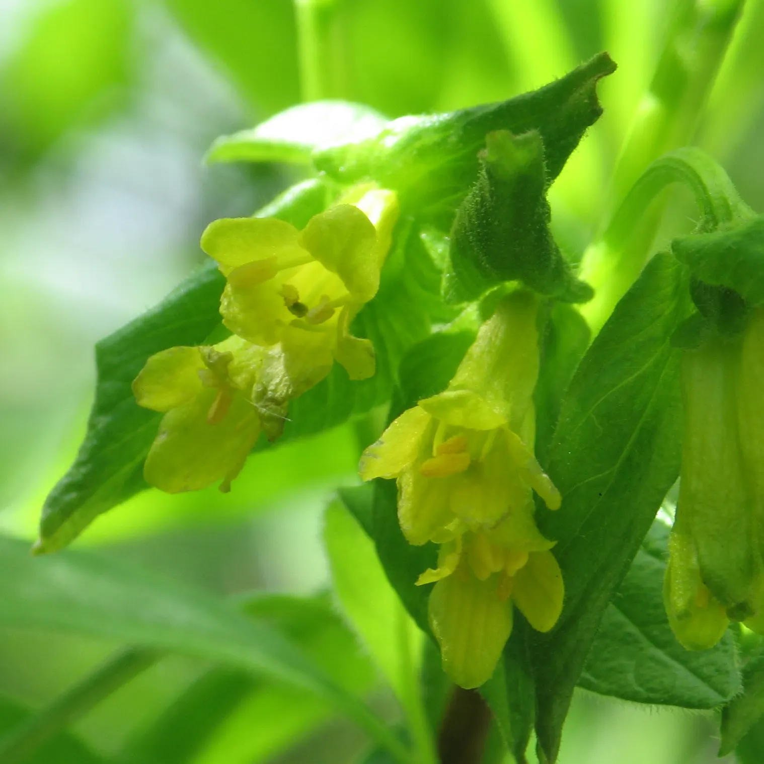 Twinberry (Lonicera Involucrata) — tubular flowers which bloom in late spring to early summer; renowned for its pairs of deep yellow, image 100