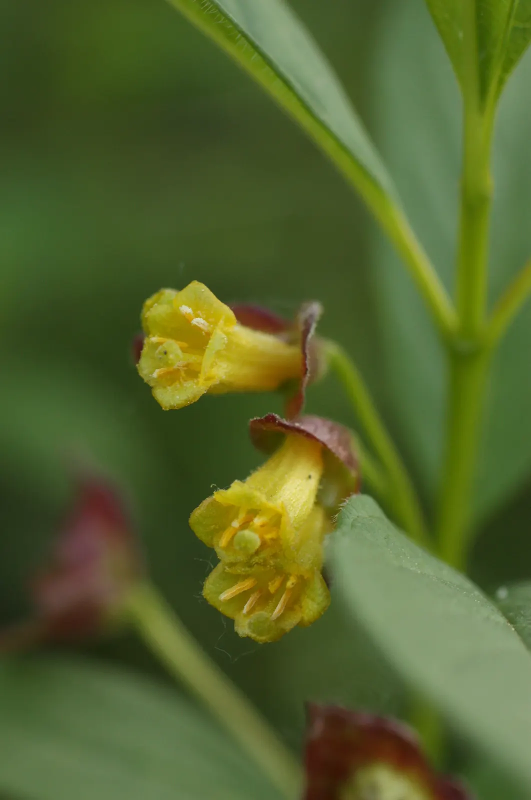 Twinberry (Lonicera Involucrata) — these flowers give way to glossy; it thrives in moist conditions across USDA zones 4-9, preferring partial to full sun