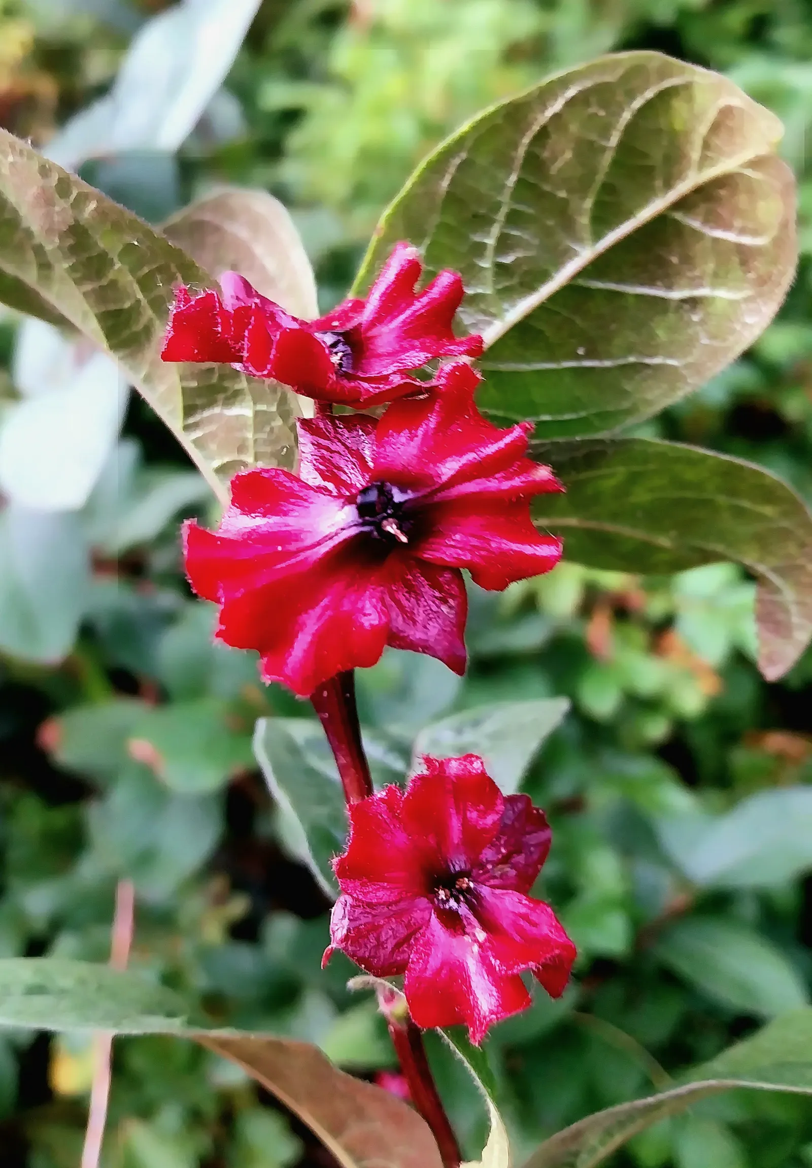 Twinberry (Lonicera Involucrata) — cementing its value in a biodiversity-focused landscape; tubular flowers which bloom in late spring to early, image 87