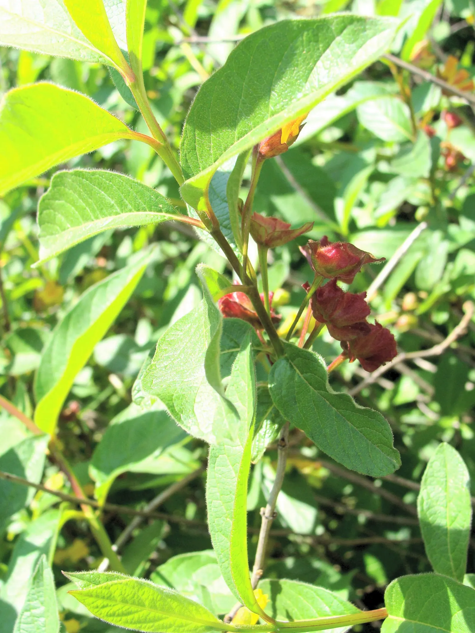 Twinberry (Lonicera Involucrata) — Gardeners should be advised to wear gloves when handling the plant