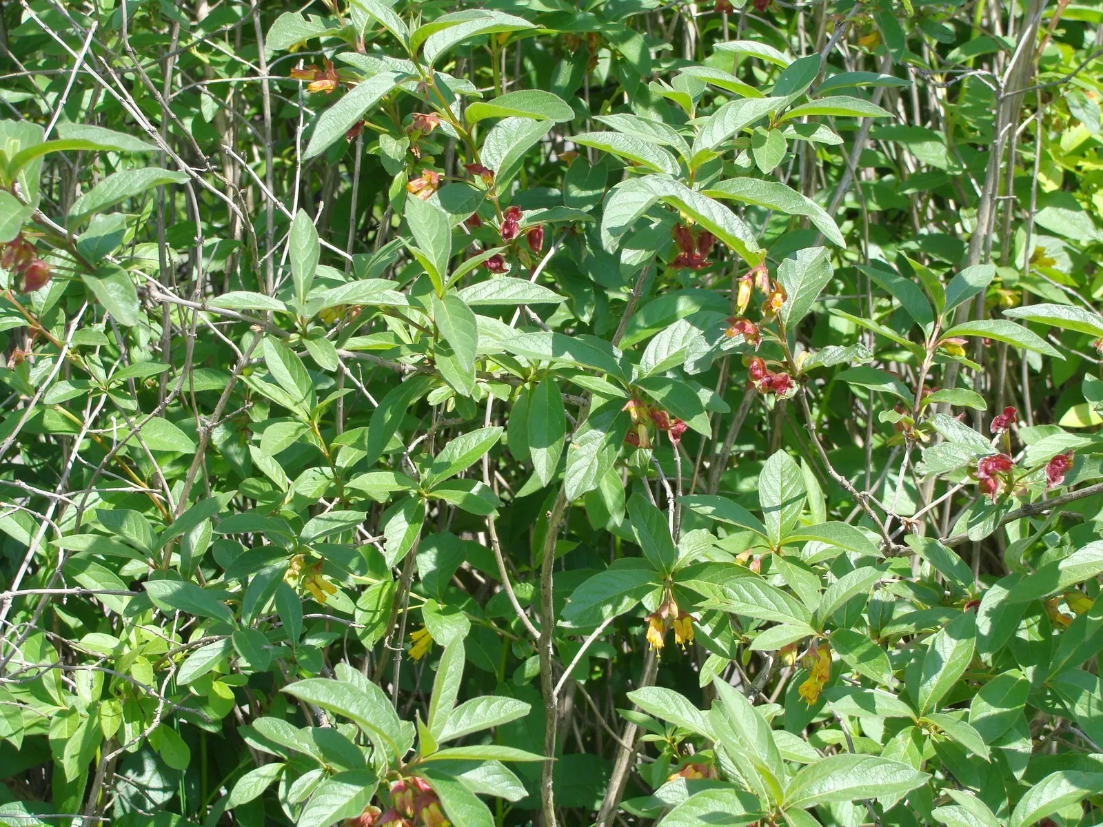 Twinberry (Lonicera Involucrata) — the plant is known for its pairs of berry-like fruit; growing to a height and spread of approximately 3-10 feet, image 50