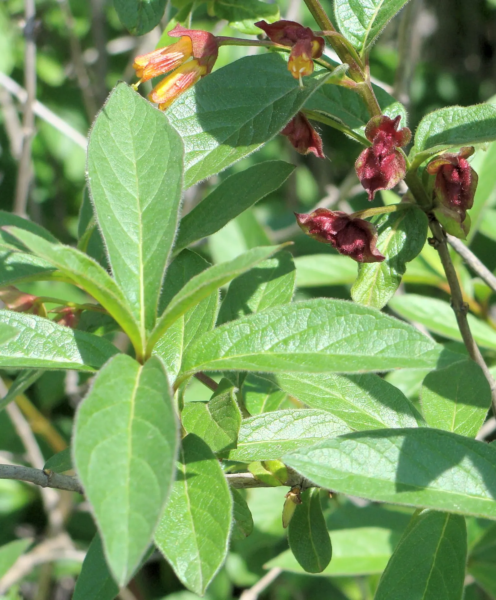 Twinberry (Lonicera Involucrata) — Its adaptability and moderate growth rate make it suitable for use as a shrub border; showcasing lance-shaped leaves and