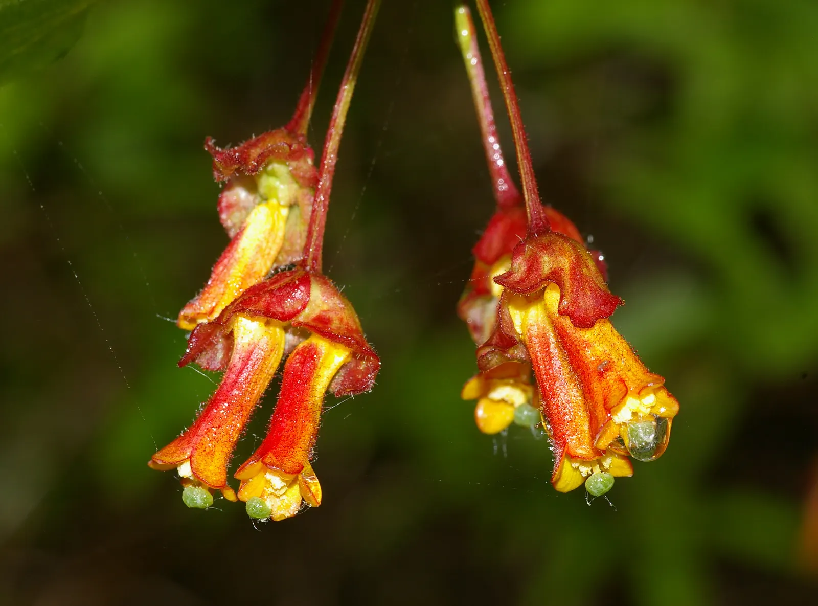 Twinberry (Lonicera Involucrata) — while its berries provide nourishment for birds; twinberry (Lonicera involucrata) is a robust, image 63