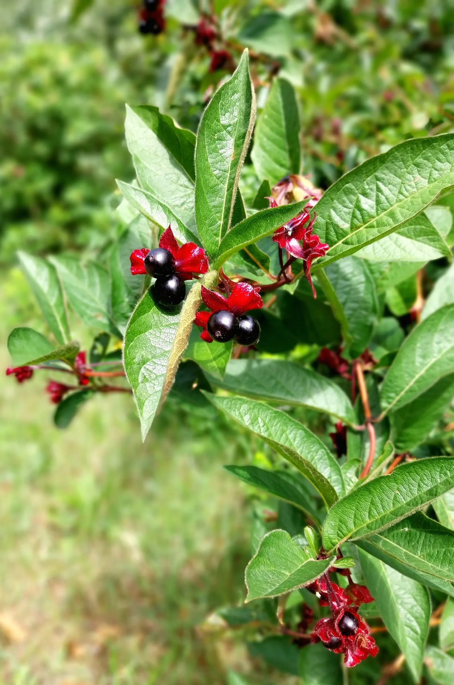Twinberry (Lonicera Involucrata) — growing to a height and spread of approximately 3-10 feet; these flowers give way to glossy, image 94