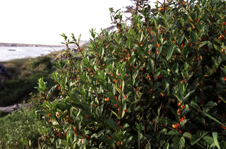 Twinberry (Lonicera Involucrata) — the Twinberry can thrive in USDA Hardiness Zones 4-9