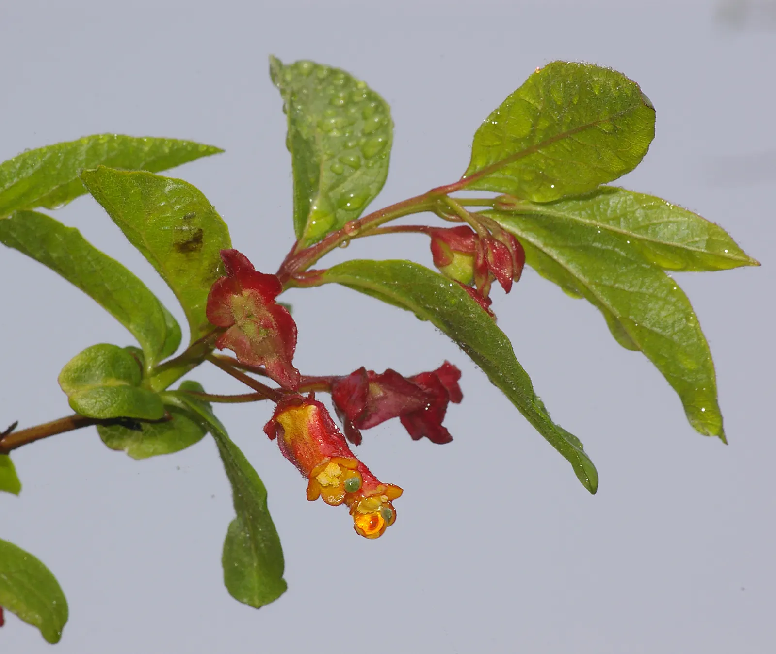Twinberry (Lonicera Involucrata) — Renowned for its pairs of deep yellow; shrub / vine for full or half, image 99
