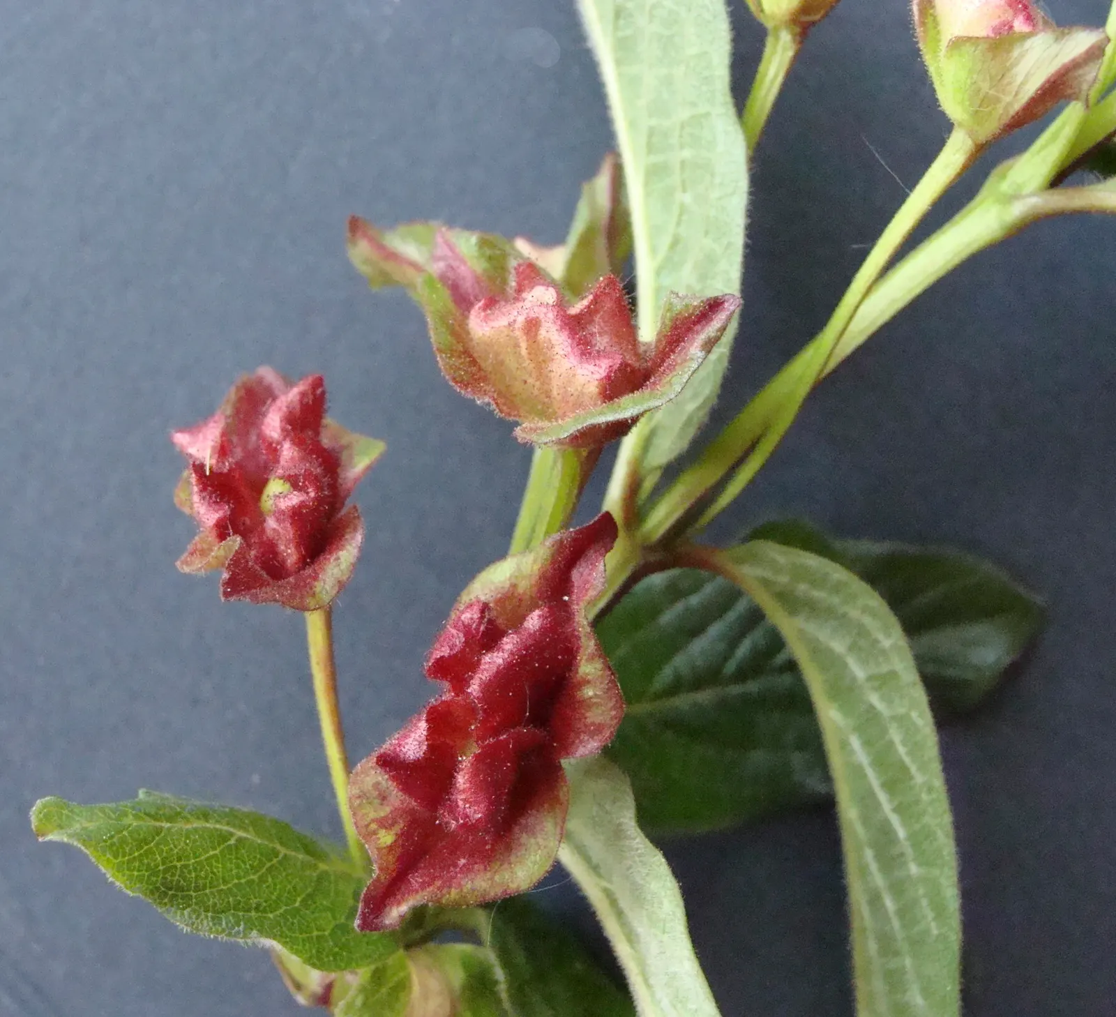 Twinberry (Lonicera Involucrata) — Ideal for wildlife gardens, its nectar-rich blooms attract pollinators, while berries entice birds; the Twinberry serves as