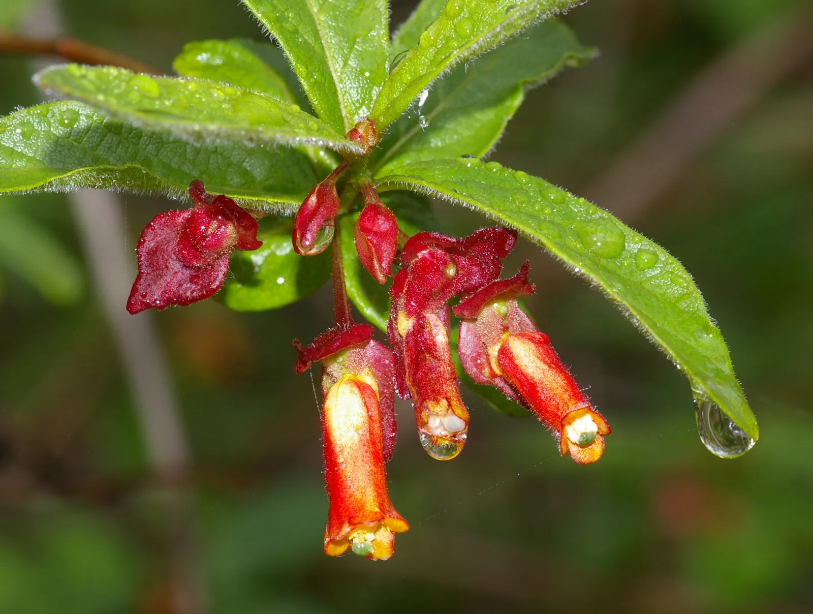 Twinberry (Lonicera Involucrata) — where its erosion control properties are beneficial along streambanks and slopes.<br><br>Importantly; with each, image 84