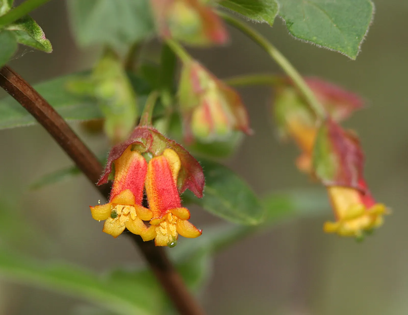 Twinberry (Lonicera Involucrata) — shrub / vine with multi-colored and red and yellow blooms; it prefers moist, well-drained soils and can tolerate, image 91