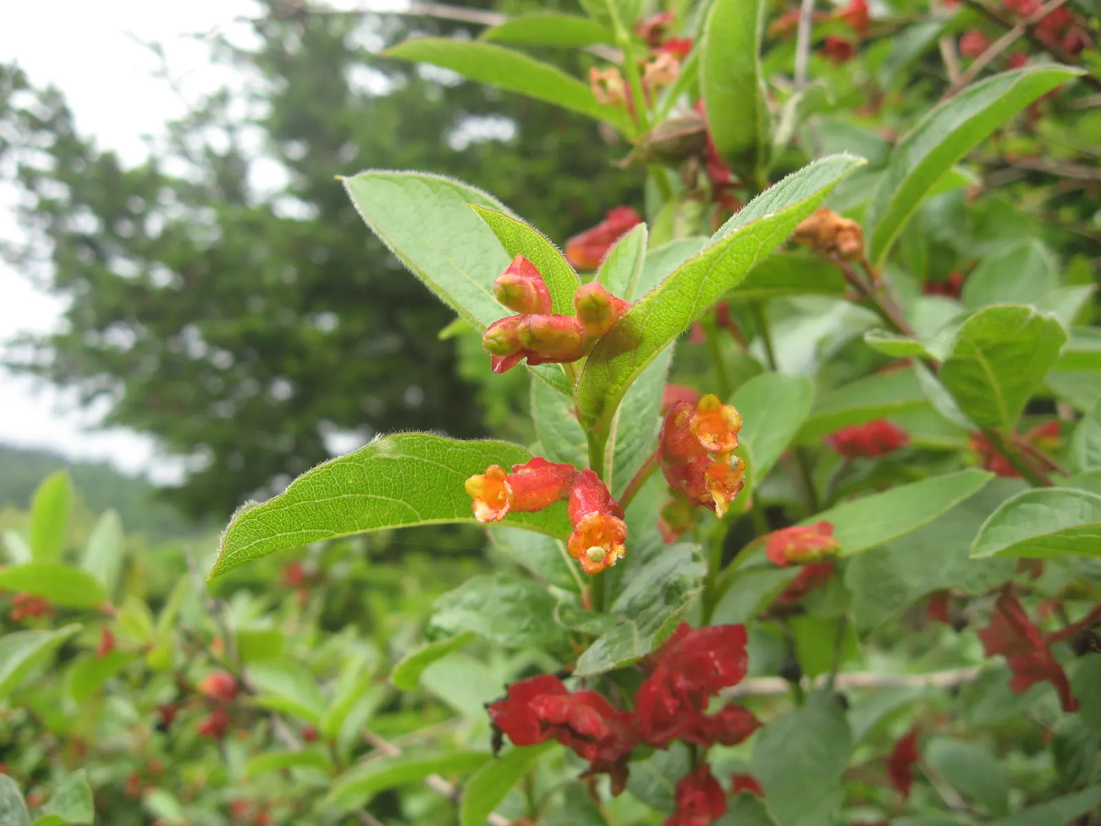 Twinberry (Lonicera Involucrata) — Ideal for wildlife gardens, its nectar-rich blooms attract pollinators, while berries entice birds; the, image 98