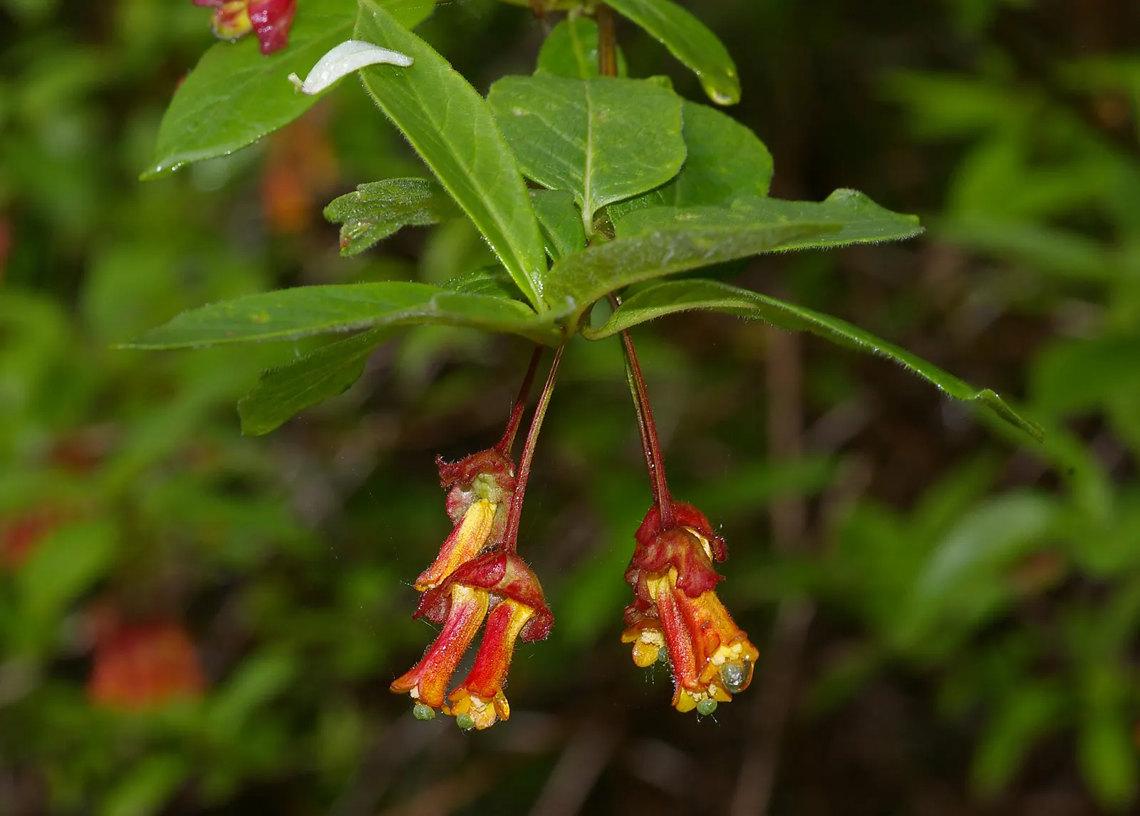Twinberry (Lonicera Involucrata) — shrub / vine for full or half; as its berries are considered inedible for humans, image 69