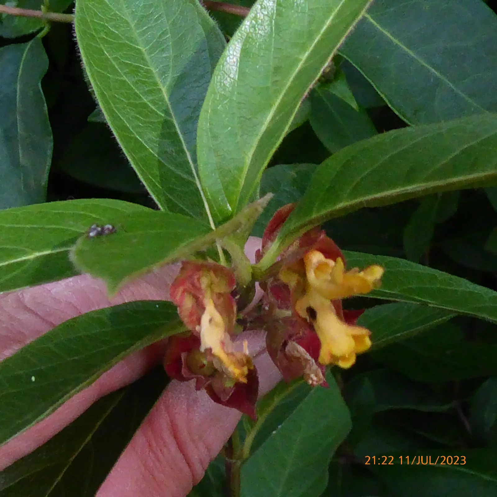 Twinberry (Lonicera Involucrata) — the Twinberry can thrive in USDA Hardiness Zones 4-9, image 81