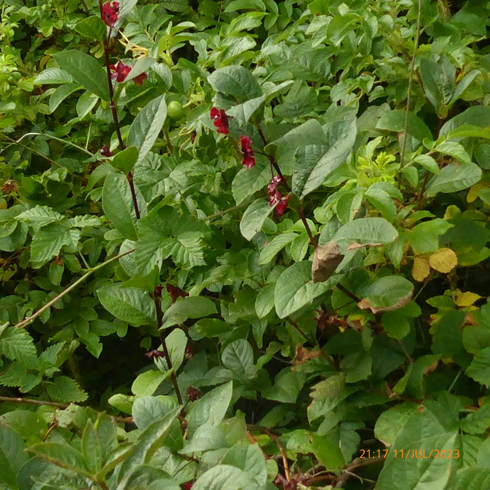 Twinberry (Lonicera Involucrata) — the Twinberry serves as an attractive source of nectar for hummingbirds and butterflies; while its berries, image 62