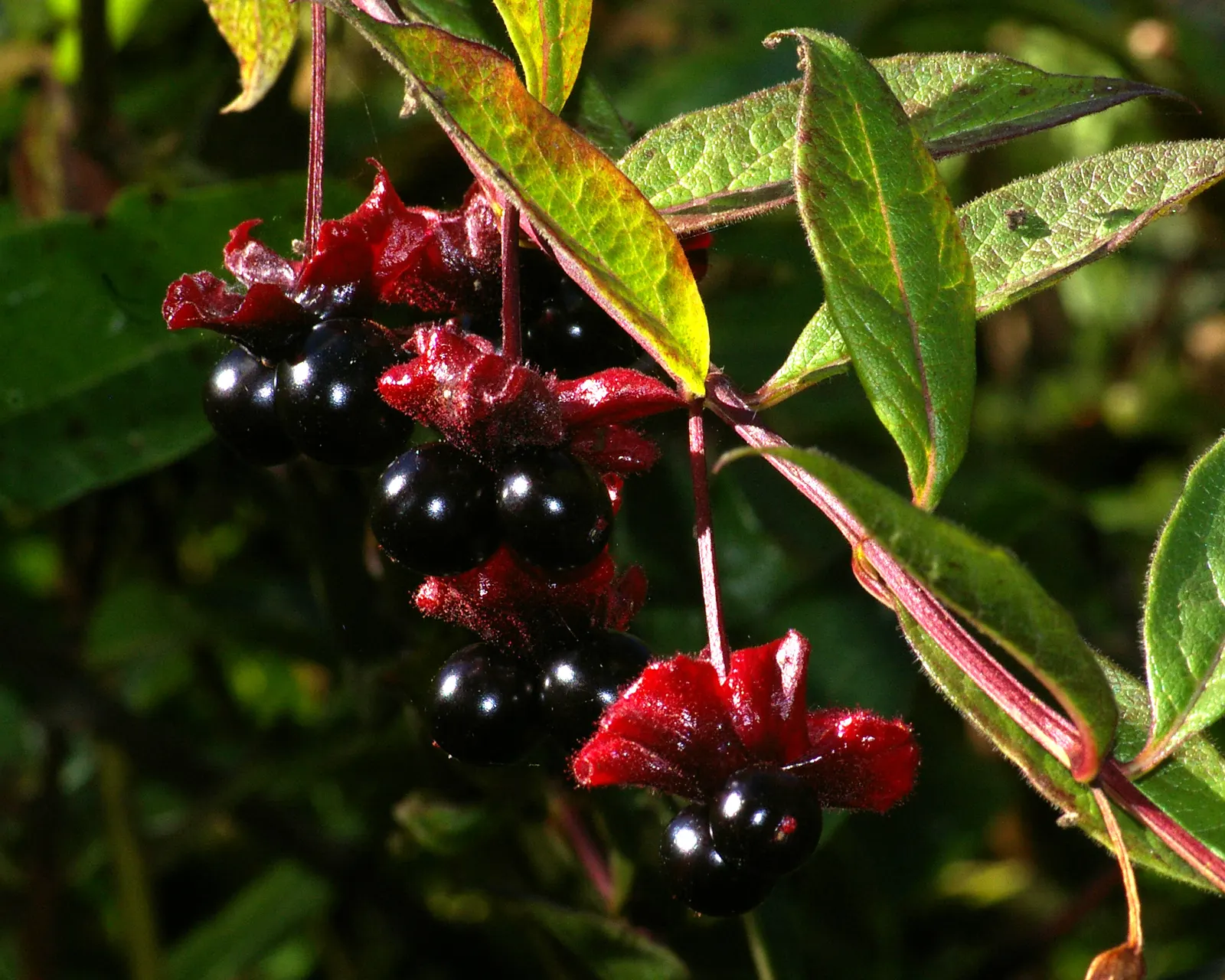 Twinberry (Lonicera Involucrata) — the plant is a spectacle of color; its adaptability and moderate growth rate make it suitable for use as a shrub, image 78