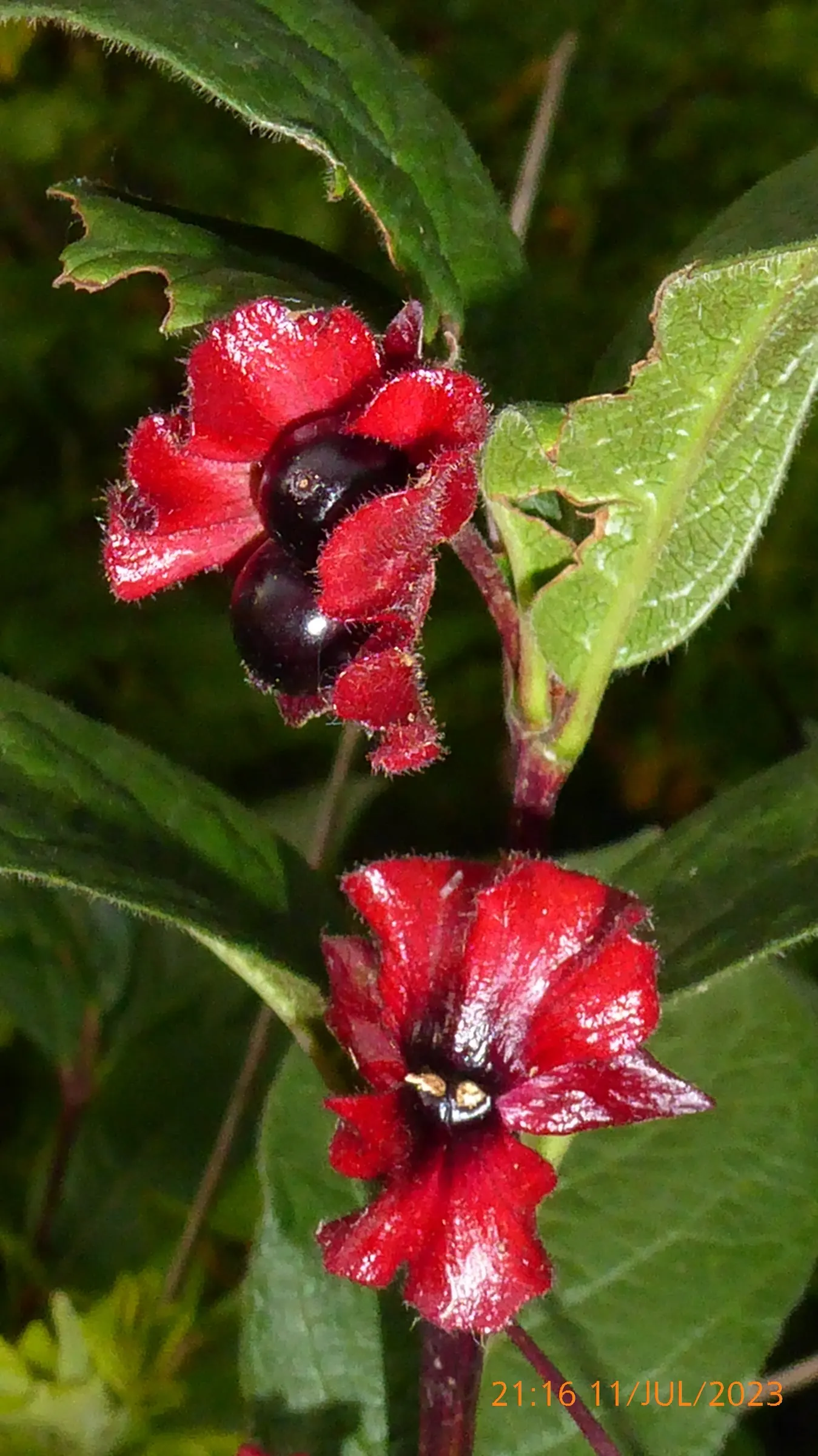 Twinberry (Lonicera Involucrata) — Ideal for wildlife gardens, its nectar-rich blooms attract pollinators, while berries entice birds; the, image 75