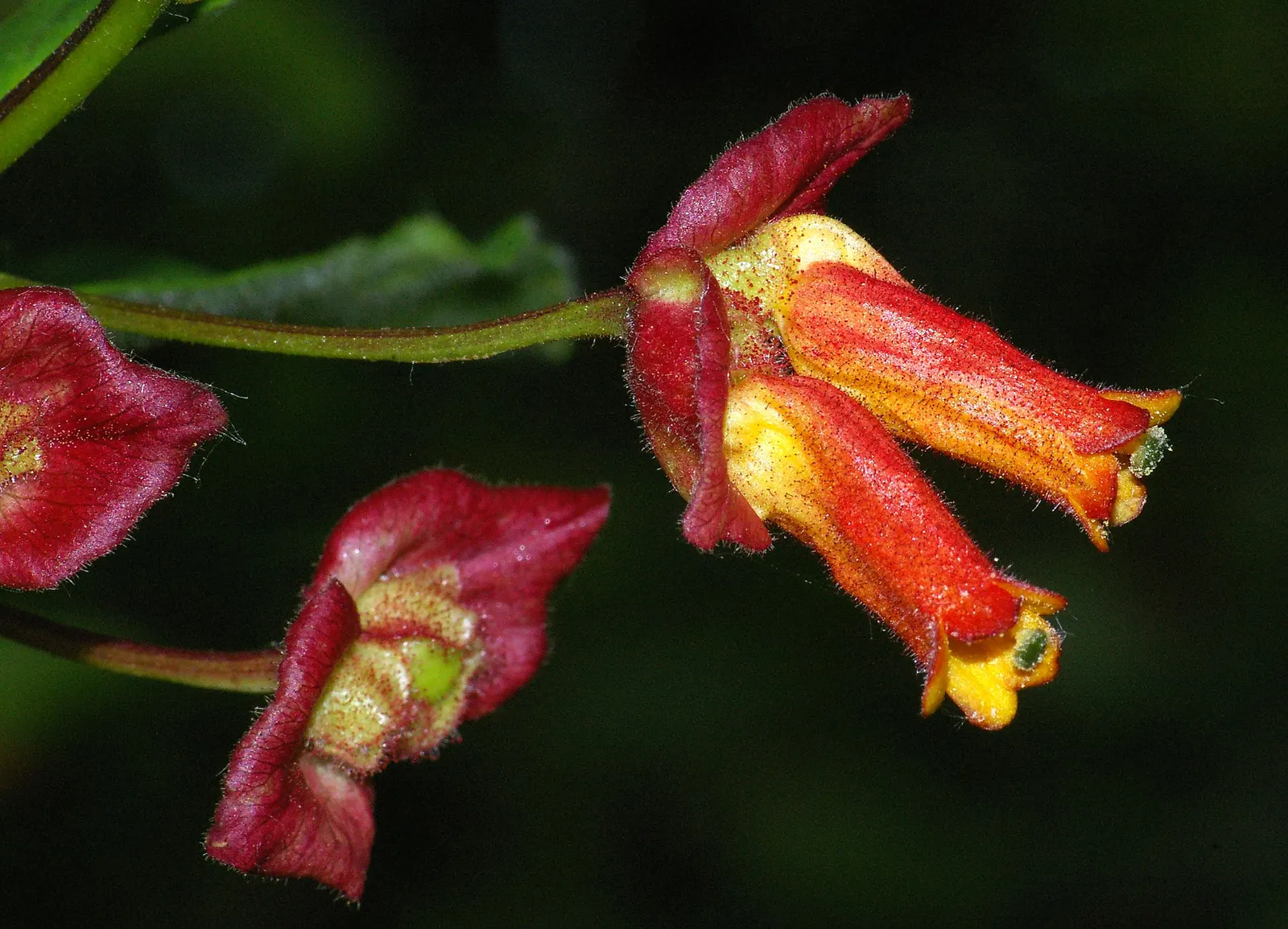 Twinberry (Lonicera Involucrata) — It prefers moist, well-drained soils and can tolerate a variety of conditions, from full sun to part shade, image 59