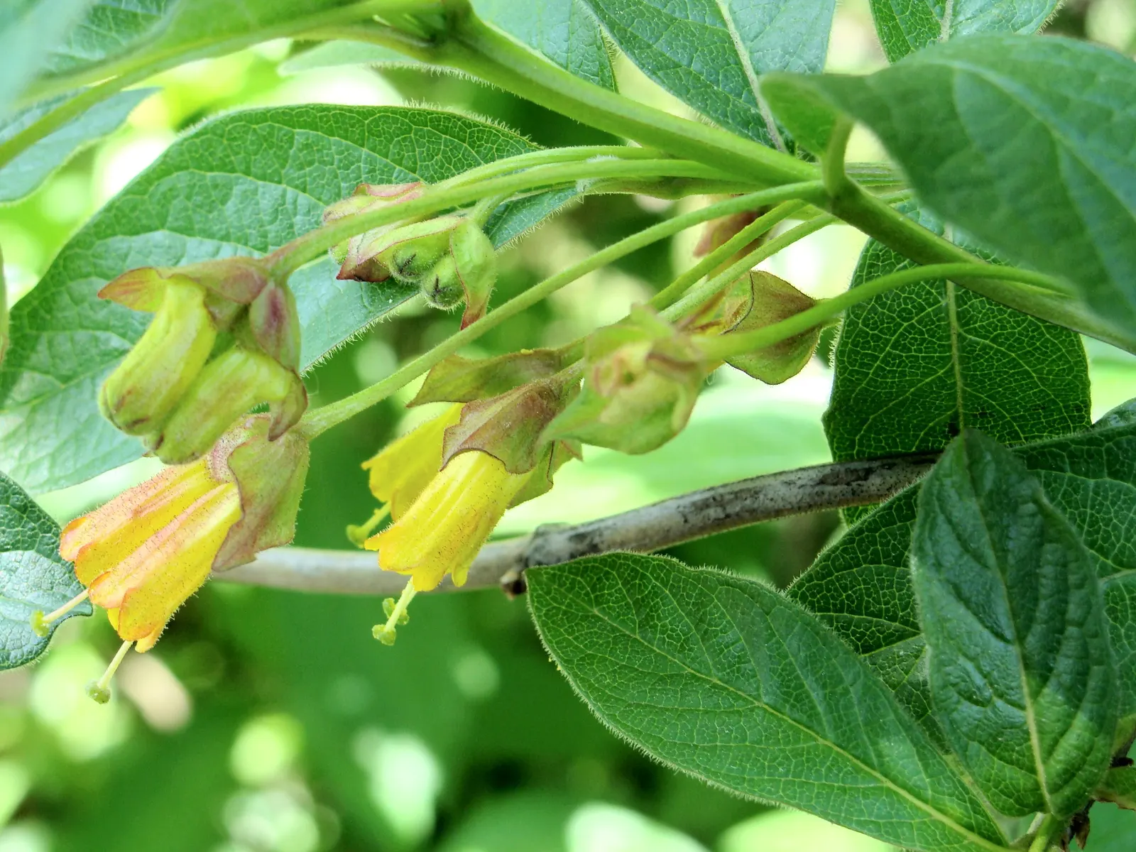 Twinberry (Lonicera Involucrata) — as its berries are considered inedible for humans; shrub / vine with multi-colored and red and yellow blooms