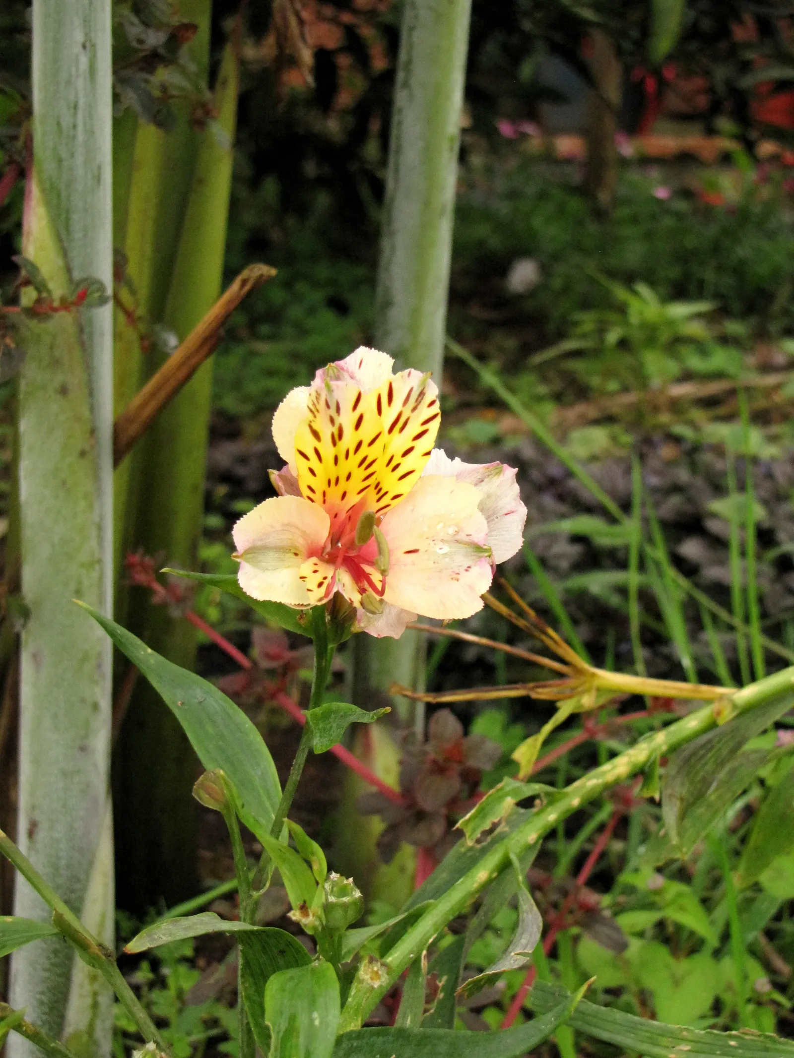 Peruvian Lily (Alstroemeria Hybrids) — These plants typically reach 1-3 feet in height and spread up to 1-2 feet