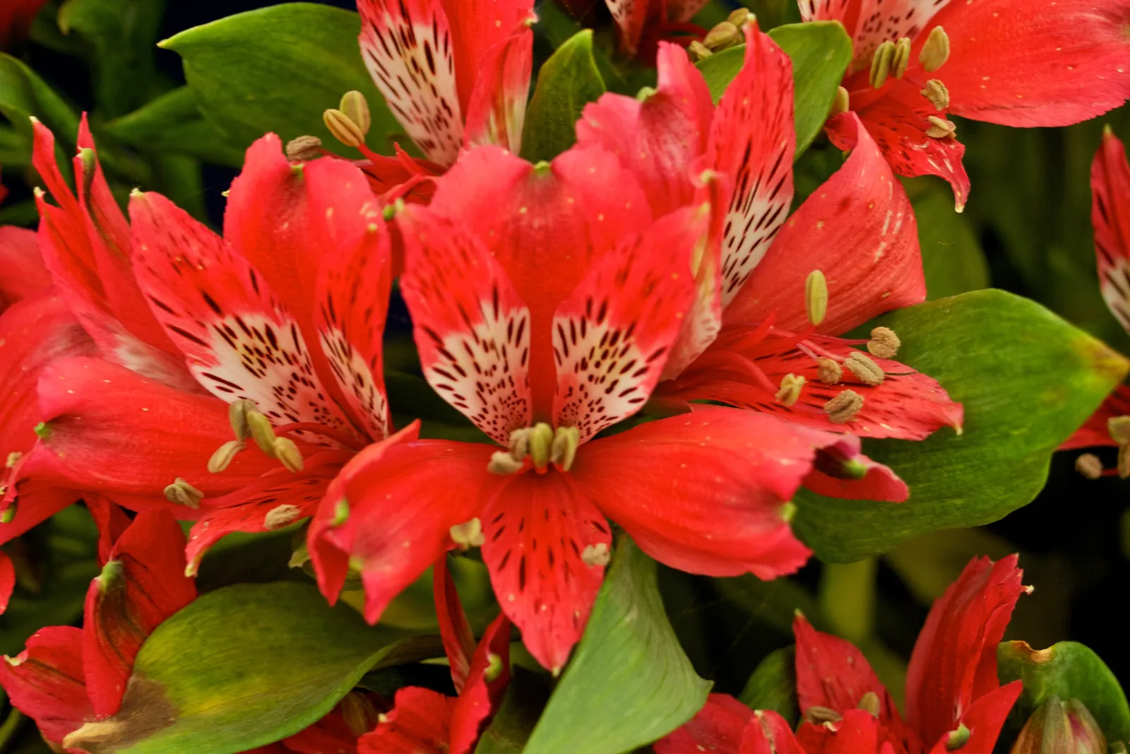 Peruvian Lily (Alstroemeria Hybrids) — flowering perennial with funnel-shaped blooms in varied hues