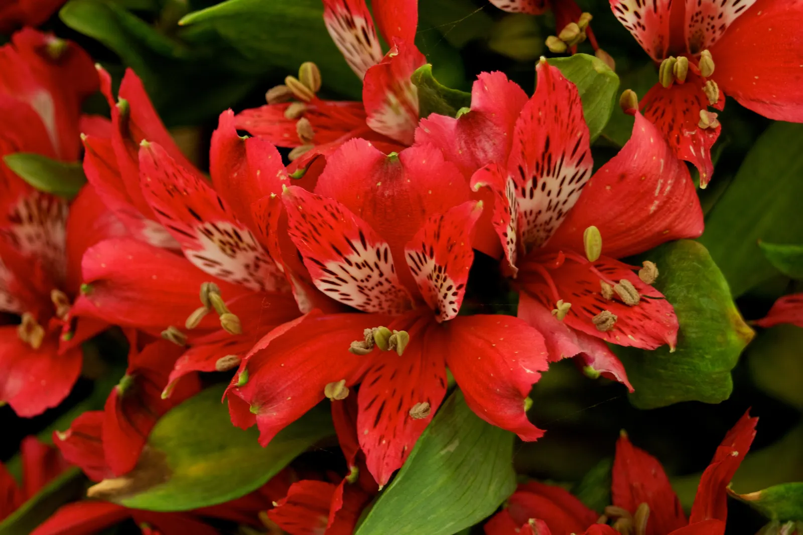 Peruvian Lily (Alstroemeria Hybrids) — Hardy in USDA zones 5 to 9, they provide long-lasting cut flowers