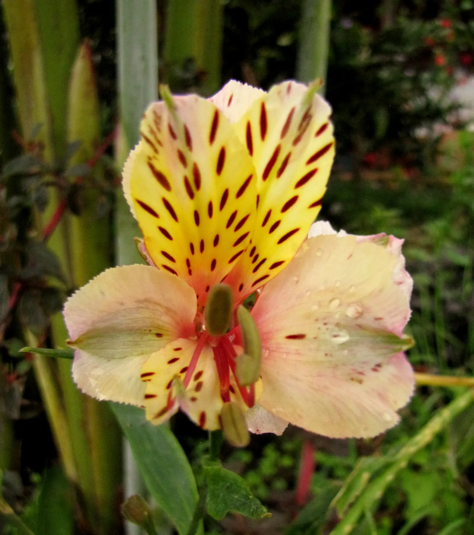 Peruvian Lily (Alstroemeria Hybrids) — They flourish in full sun to partial shade, preferring well-drained soils