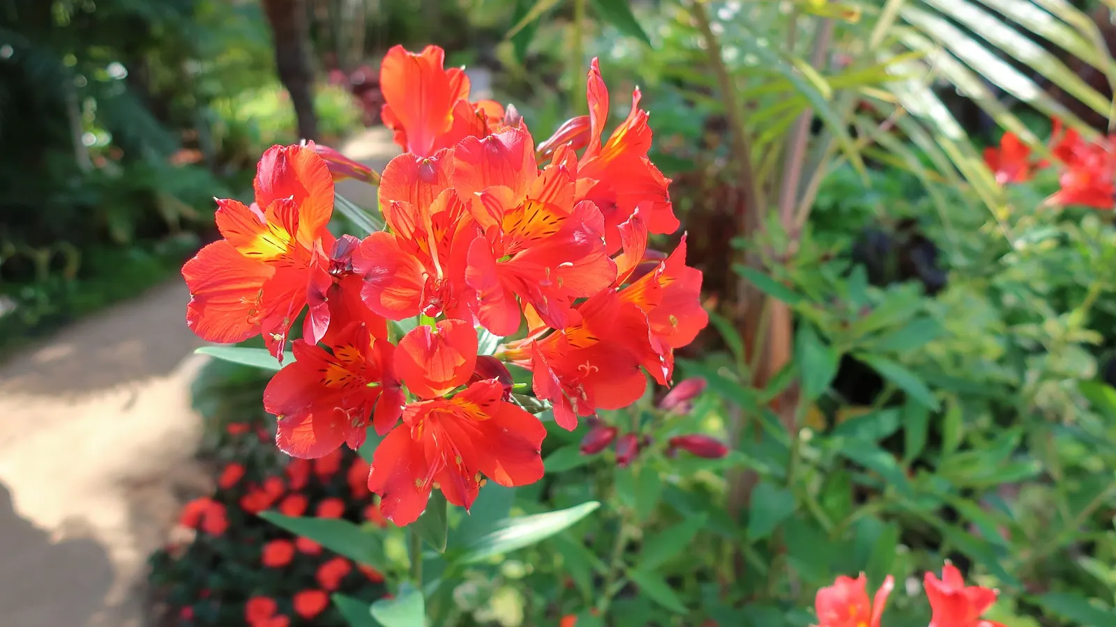 Peruvian Lily (Alstroemeria Hybrids) — Deadhead for continuous blooms and handle gently, as their stems are easily damaged