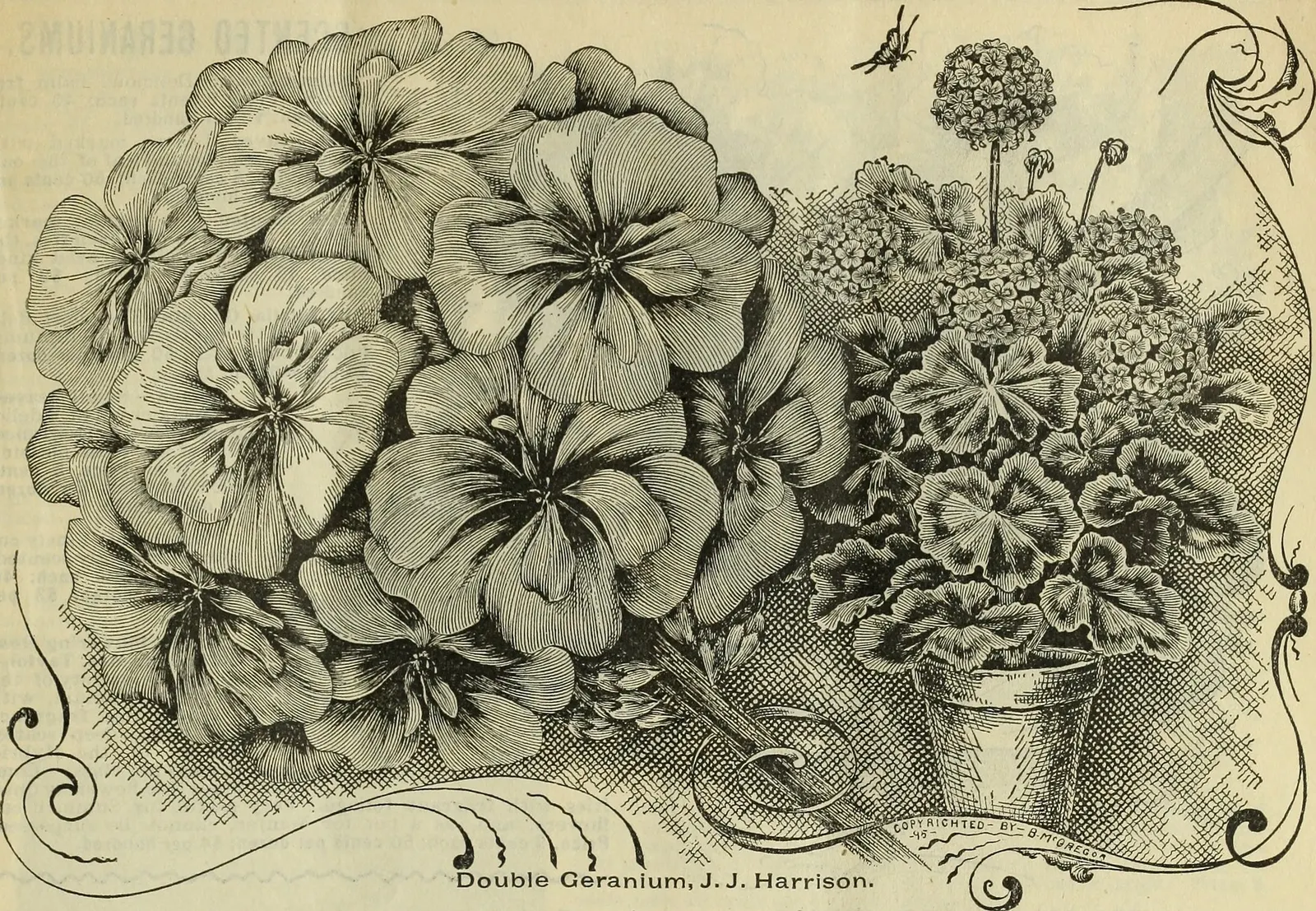 St. Elmo's Fire (Pelargonium 'St. Elmo's Fire') — This robust plant reaches up to 18 inches in height and 12 inches wide, thriving in full sun to partial shade