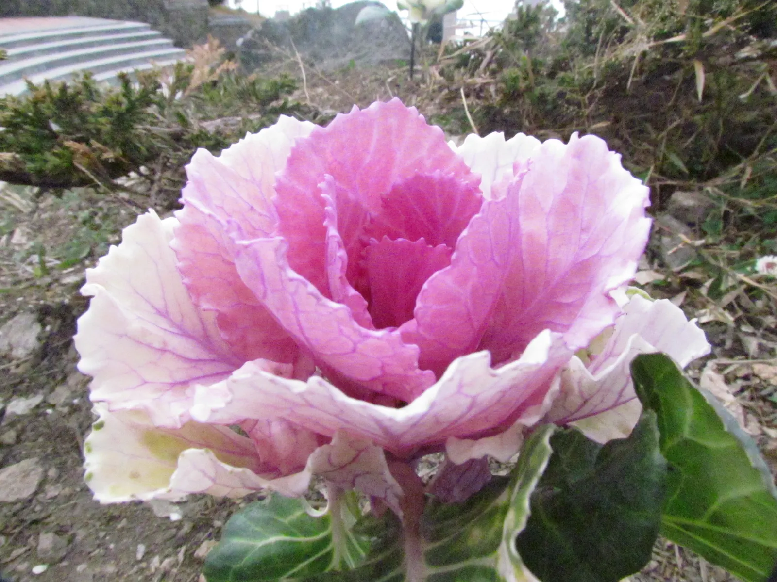 Flowering Cabbage (Brassica Oleracea ''Flowering Cabbage') — rosette-forming leaves which boldly showcase colors ranging from deep purples to, image 25