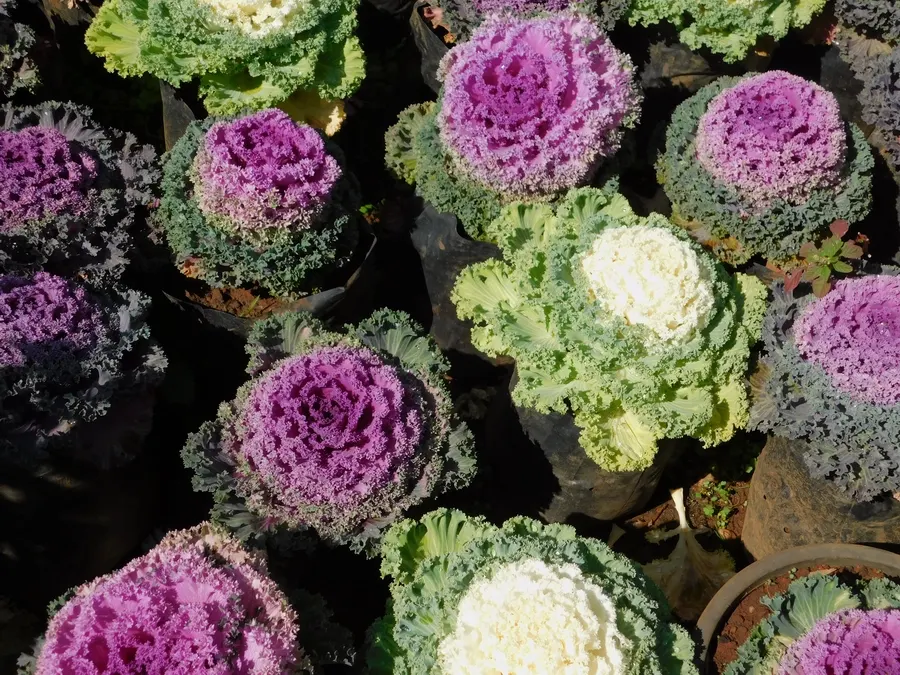 Flowering Cabbage (Brassica Oleracea ''Flowering Cabbage') — often with vibrant green outer leaves.<br><br>As a cultivar of cabbage; with a recommended spacing