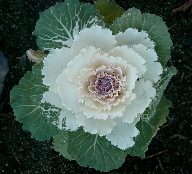 Flowering Cabbage (Brassica Oleracea ''Flowering Cabbage') — flowering cabbage thrives best when planted in the fall; this variety typically does, image 66