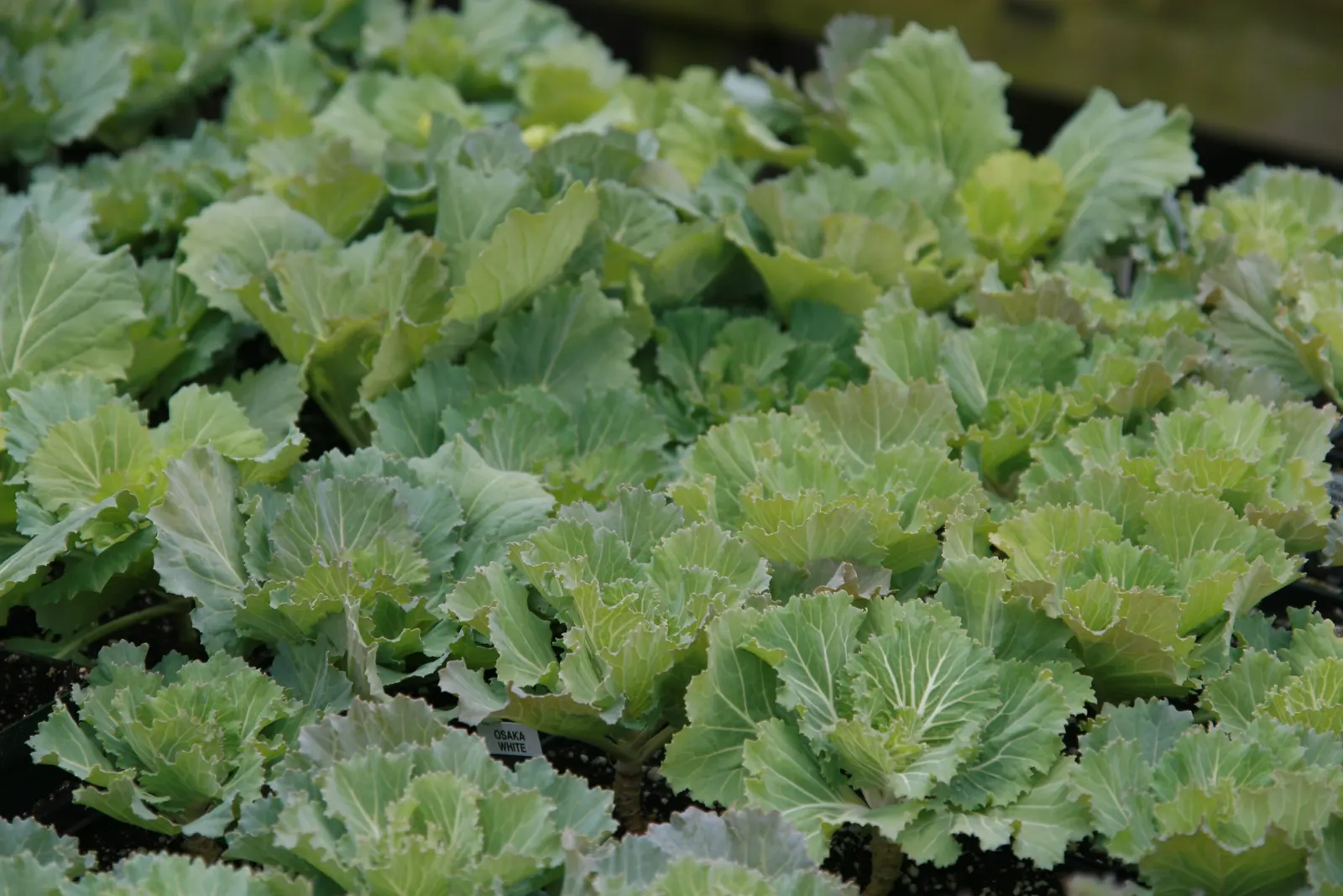 Flowering Cabbage (Brassica Oleracea ''Flowering Cabbage') — this variety typically does not form a head but rather sprouts broad; is not only a, image 81