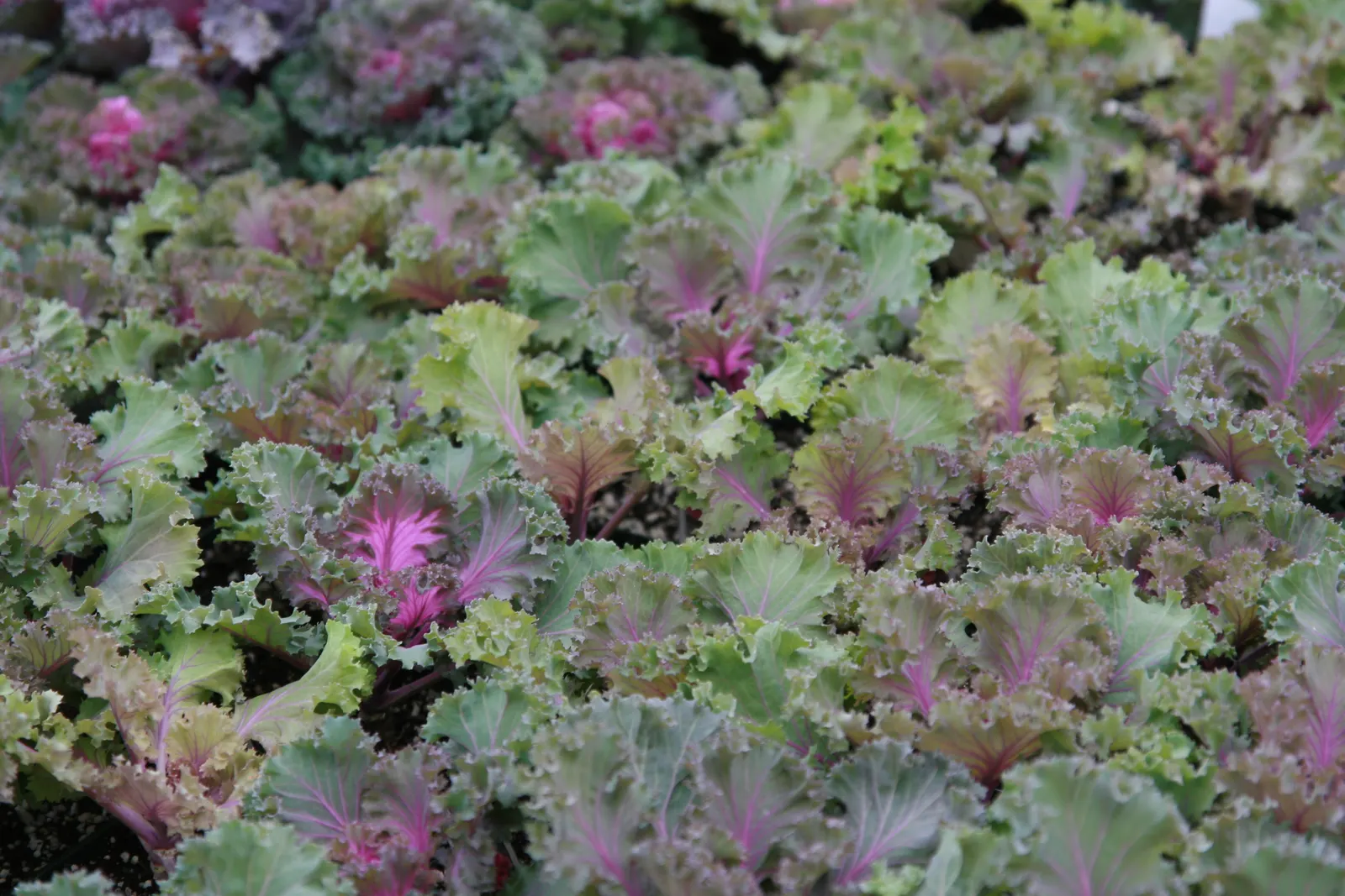 Flowering Cabbage (Brassica Oleracea ''Flowering Cabbage') — often with vibrant green outer leaves.<br><br>As a cultivar of cabbage; with a, image 62