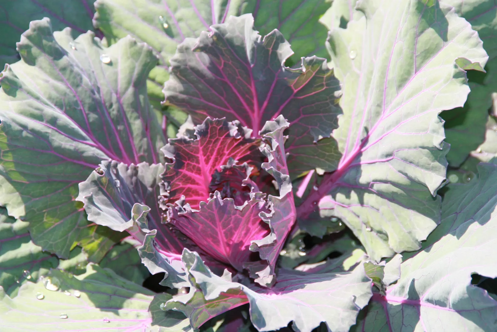 Flowering Cabbage (Brassica Oleracea ''Flowering Cabbage') — This hardy biennial thrives in full to partial sunlight and reaches up to 12-18 inches, image 37