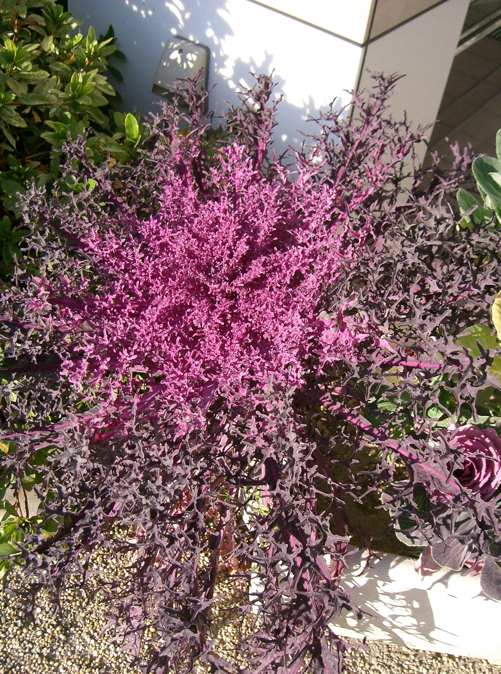 Flowering Cabbage (Brassica Oleracea ''Flowering Cabbage') — The Brassica oleracea 'Flowering Cabbage'; rosette-forming leaves which boldly, image 94