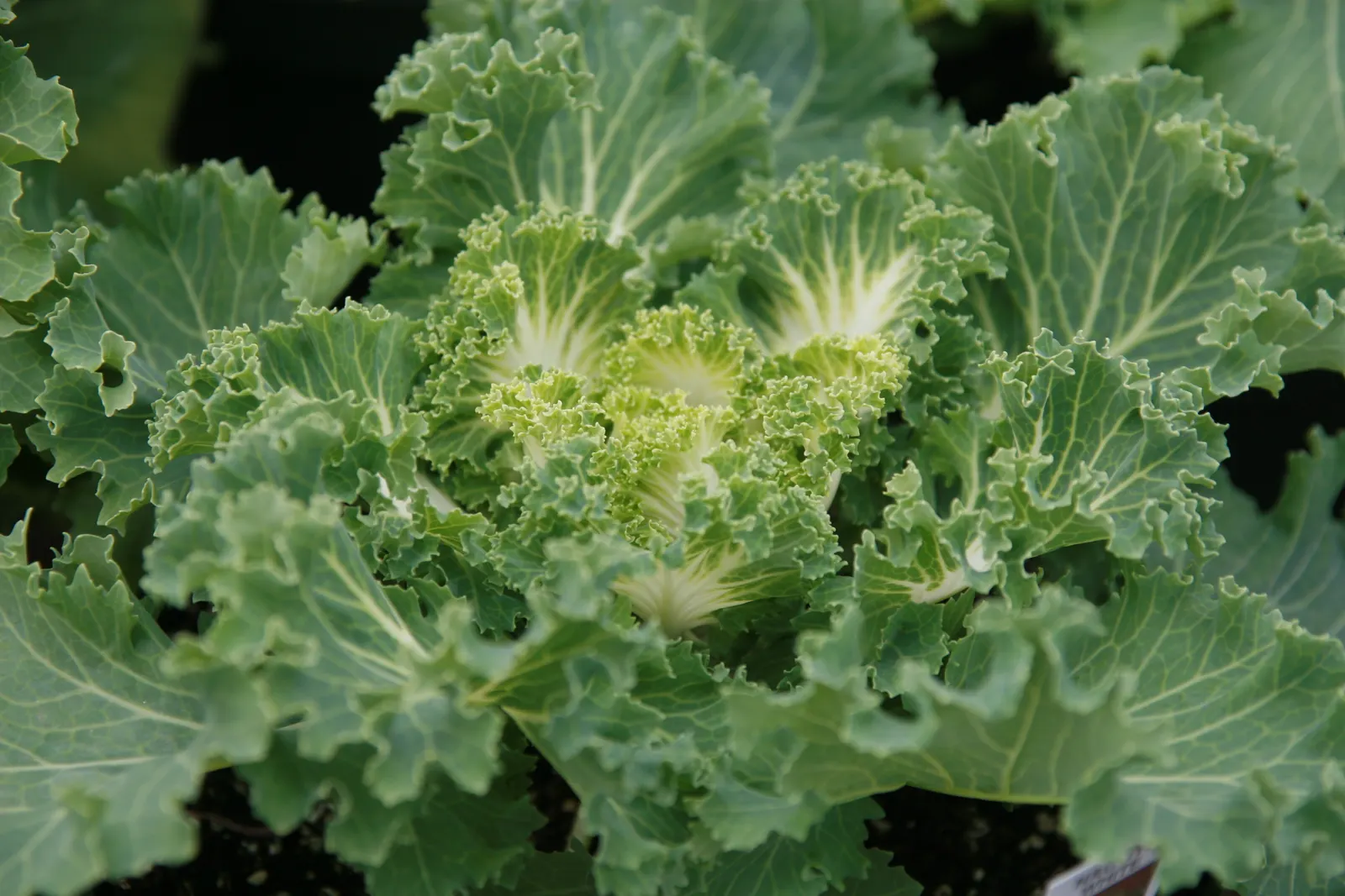 Flowering Cabbage (Brassica Oleracea ''Flowering Cabbage') — The Brassica oleracea 'Flowering Cabbage'
