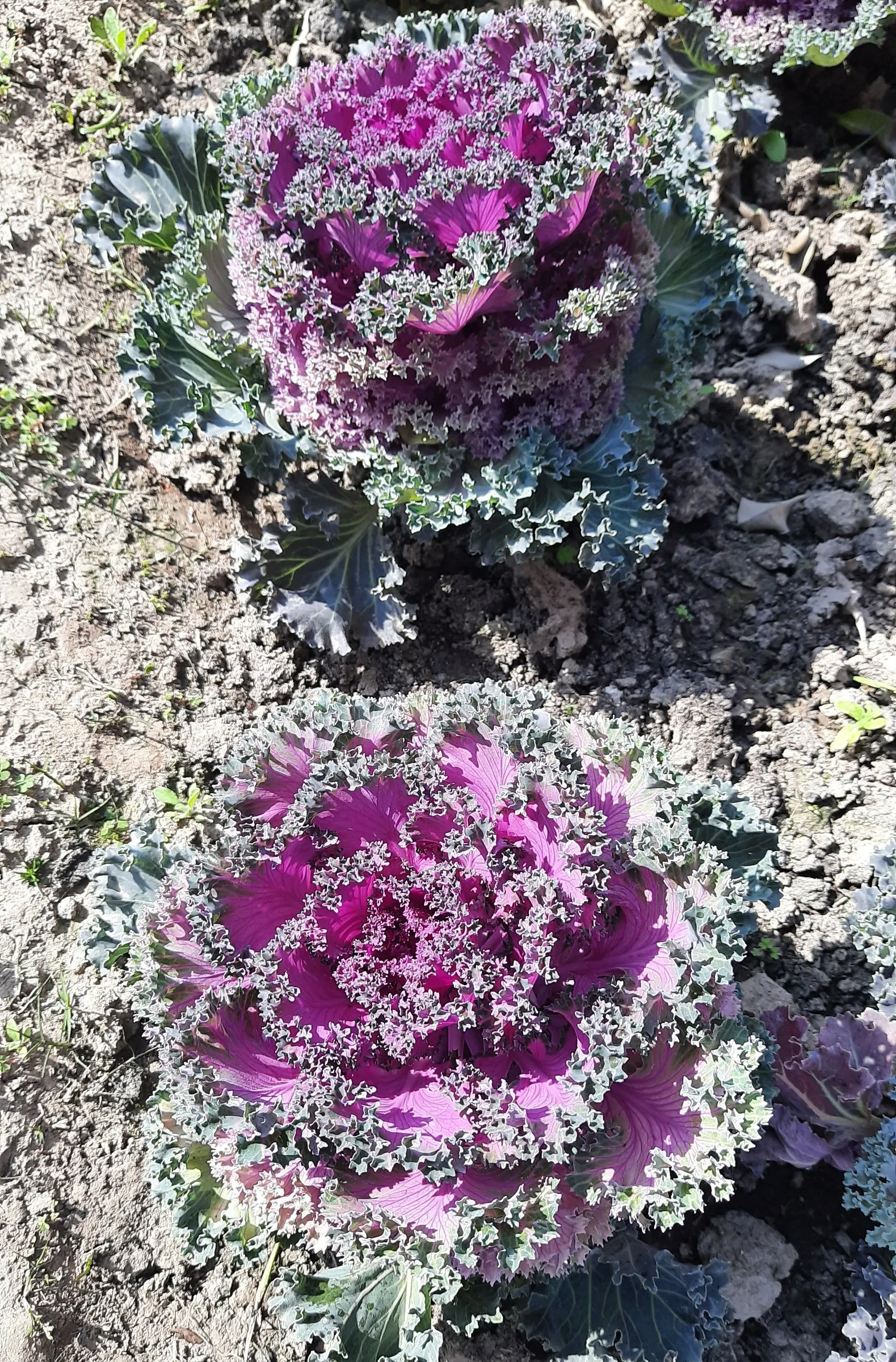 Flowering Cabbage (Brassica Oleracea ''Flowering Cabbage') — The Brassica oleracea 'Flowering Cabbage'; rosette-forming leaves which boldly, image 130