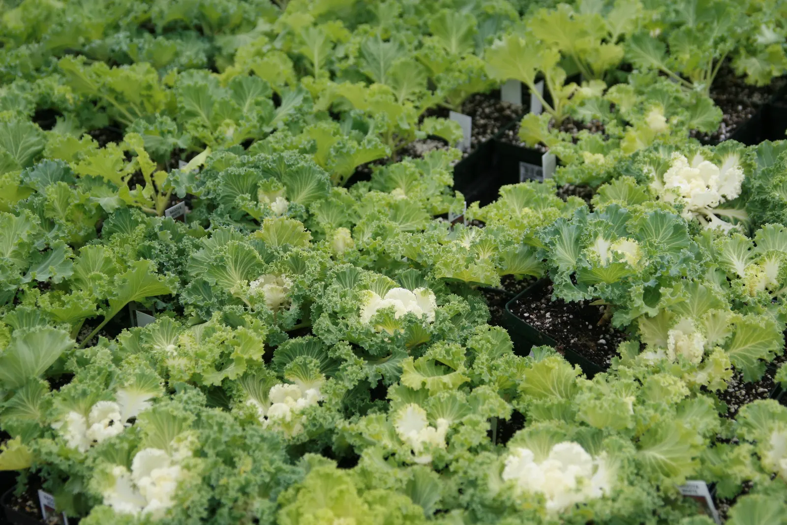 Flowering Cabbage (Brassica Oleracea ''Flowering Cabbage') — but for optimum appearance; often gracing gardens with its ornamental foliage, image 86