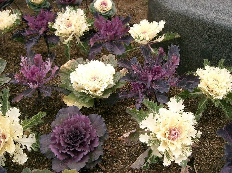 Flowering Cabbage (Brassica Oleracea ''Flowering Cabbage') — This hardy biennial thrives in full to partial sunlight and reaches up to 12-18 inches, image 109