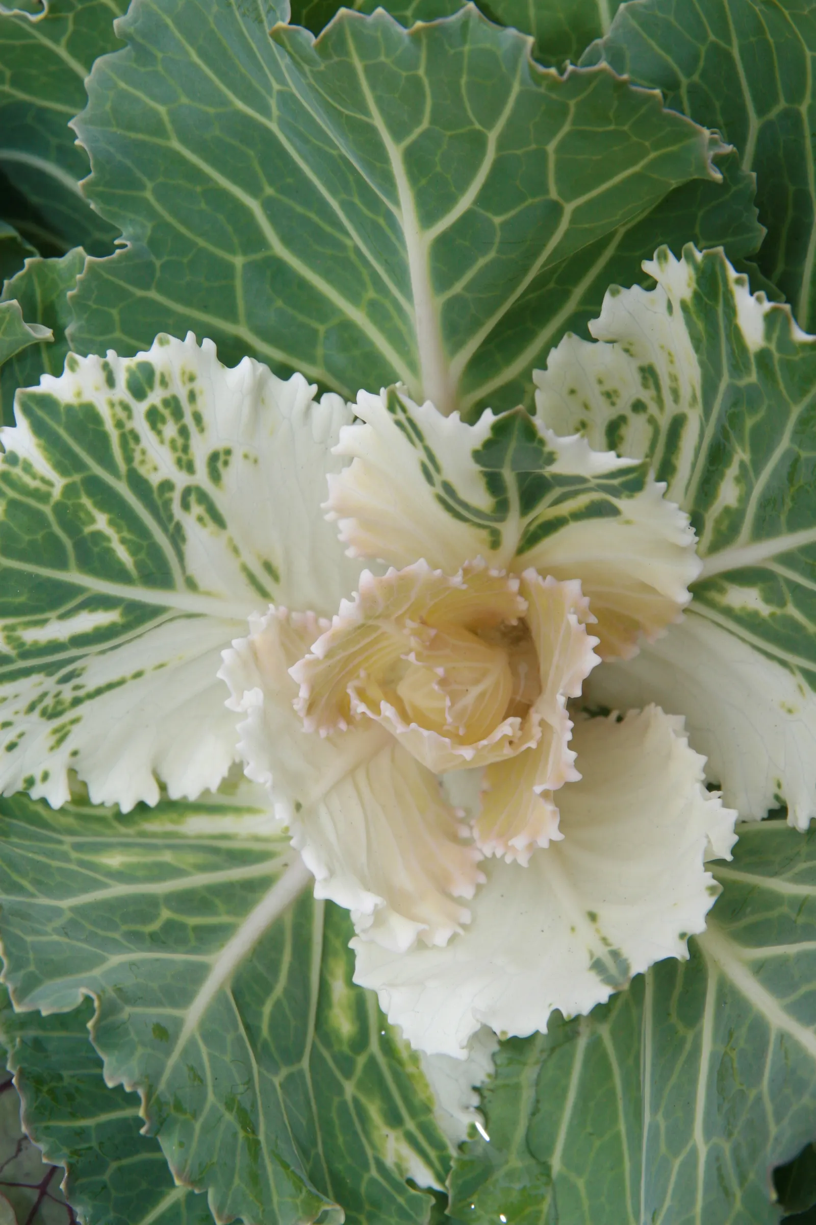 Flowering Cabbage (Brassica Oleracea ''Flowering Cabbage') — but for optimum appearance; often gracing gardens with its ornamental foliage, image 68