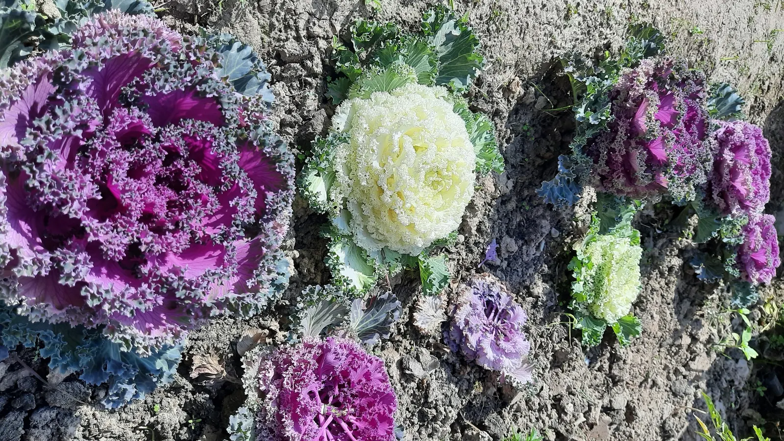 Flowering Cabbage (Brassica Oleracea ''Flowering Cabbage') — flowering cabbage thrives best when planted in the fall; this variety typically does, image 102