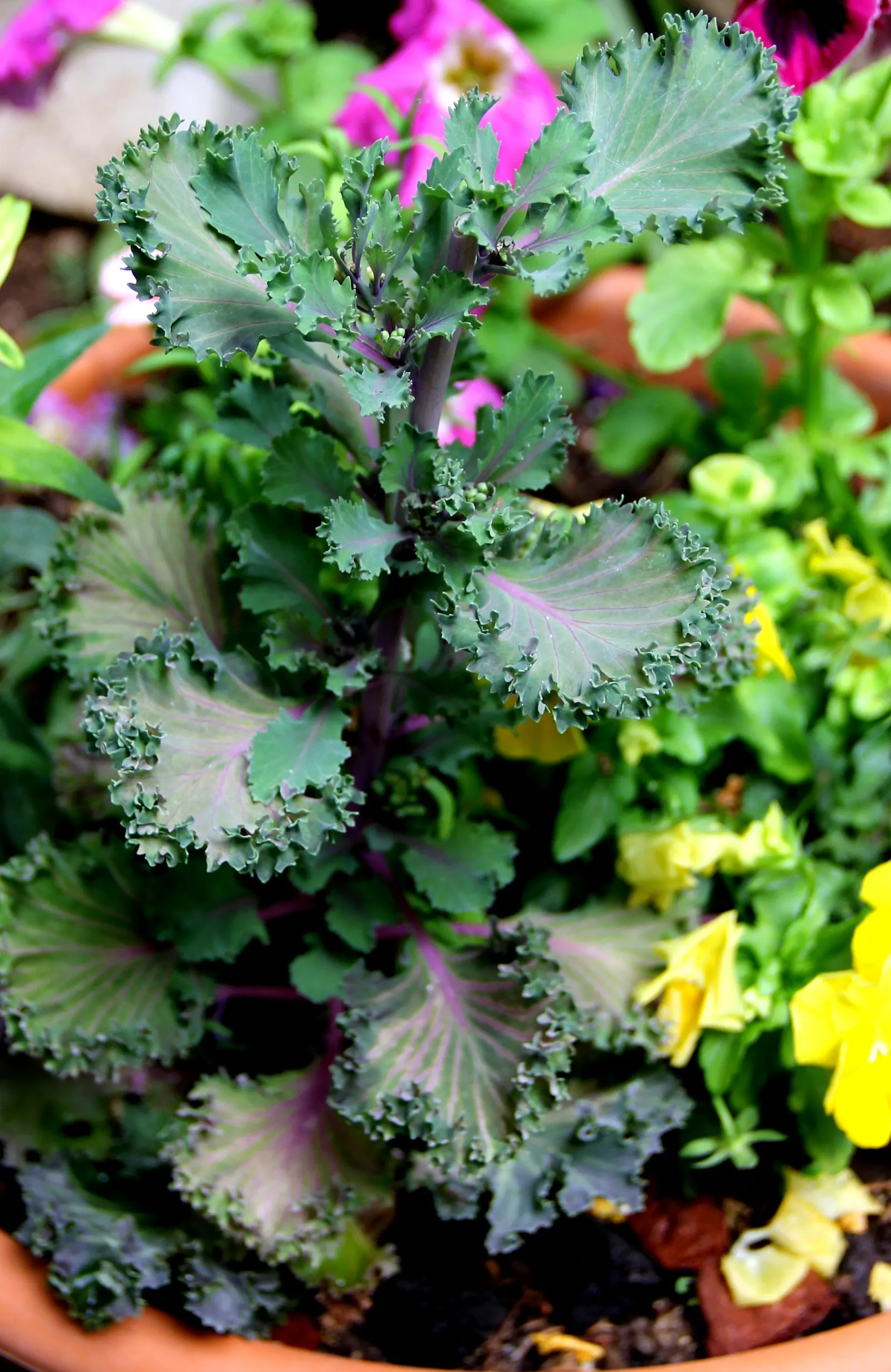 Flowering Cabbage (Brassica Oleracea ''Flowering Cabbage') — Ideal for fall displays, it maintains color in temperatures as low as 5°F; the, image 110